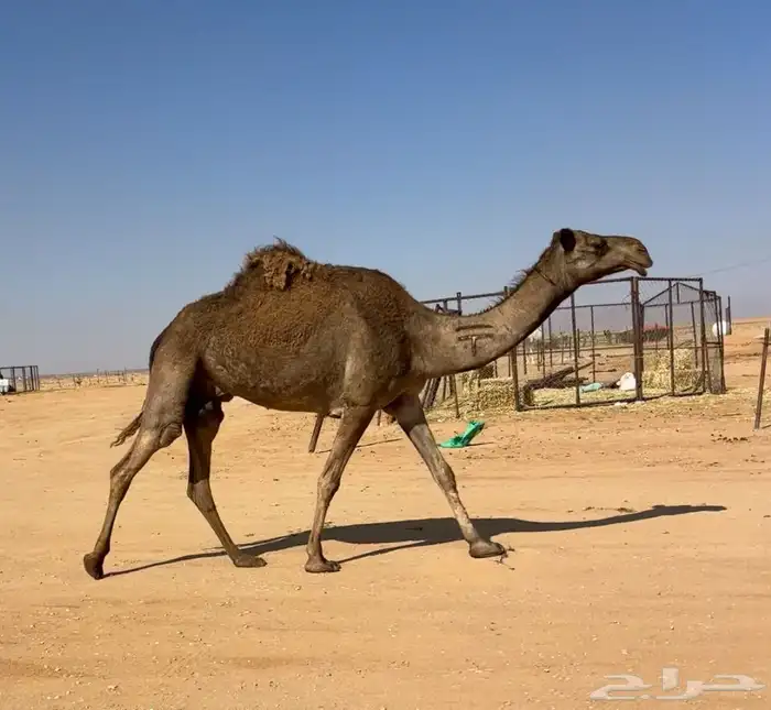 عشرا شعلا معها بكره 2
