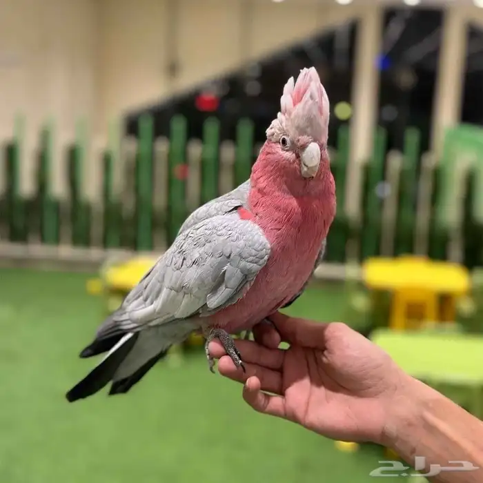 فندقة طيور أرانب بأسعار تناسب الجميع 6