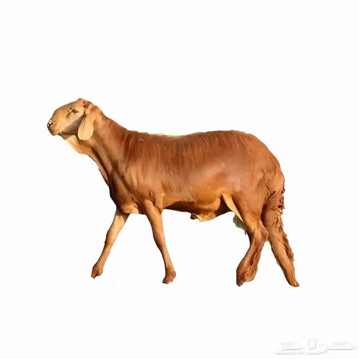 سواكني تربية محلية جملة وتفريد 0