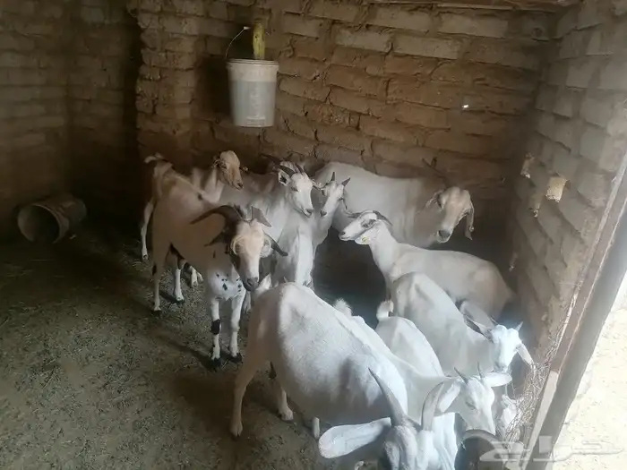 غنم للبيع العدد تقريبا  13 رأس الموقع أضم 3