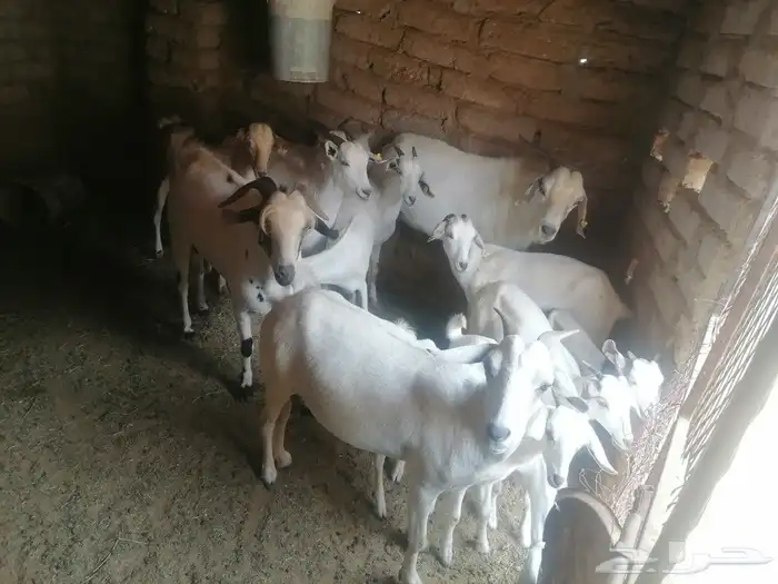 غنم للبيع العدد تقريبا  13 رأس الموقع أضم 6