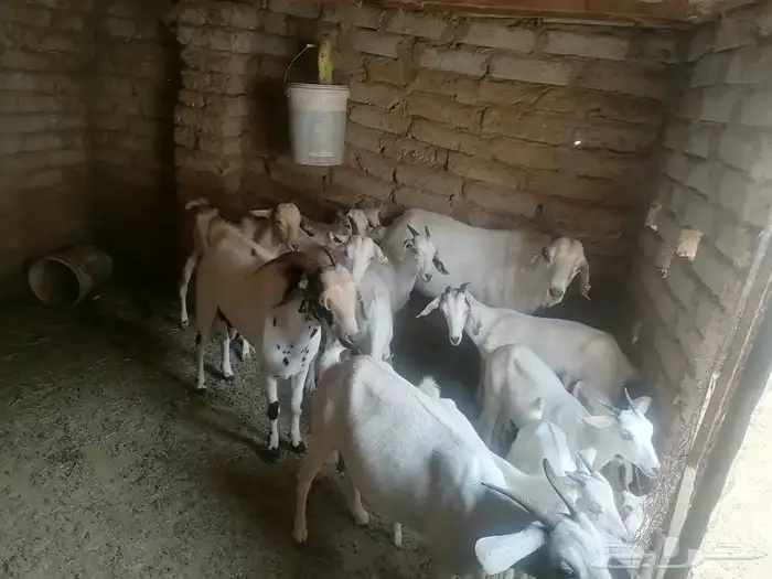 غنم للبيع العدد تقريبا  13 رأس الموقع أضم 0