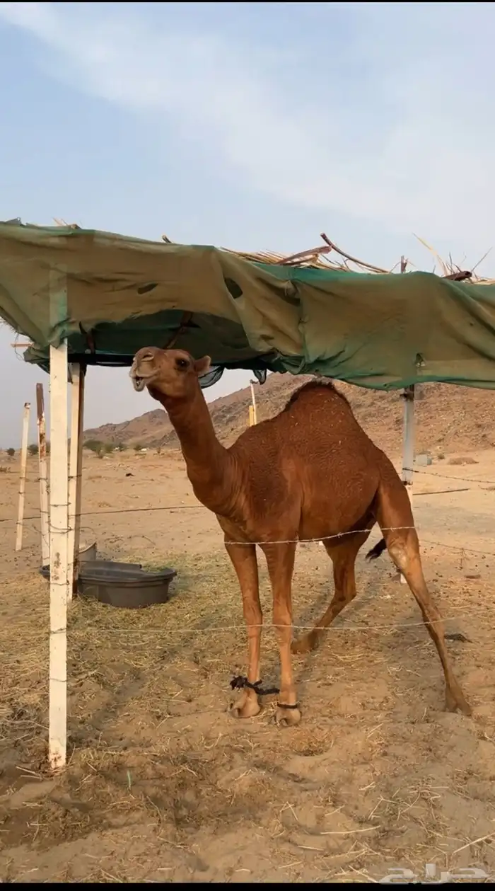 مشروع فحل ساحلي فاااخر 7