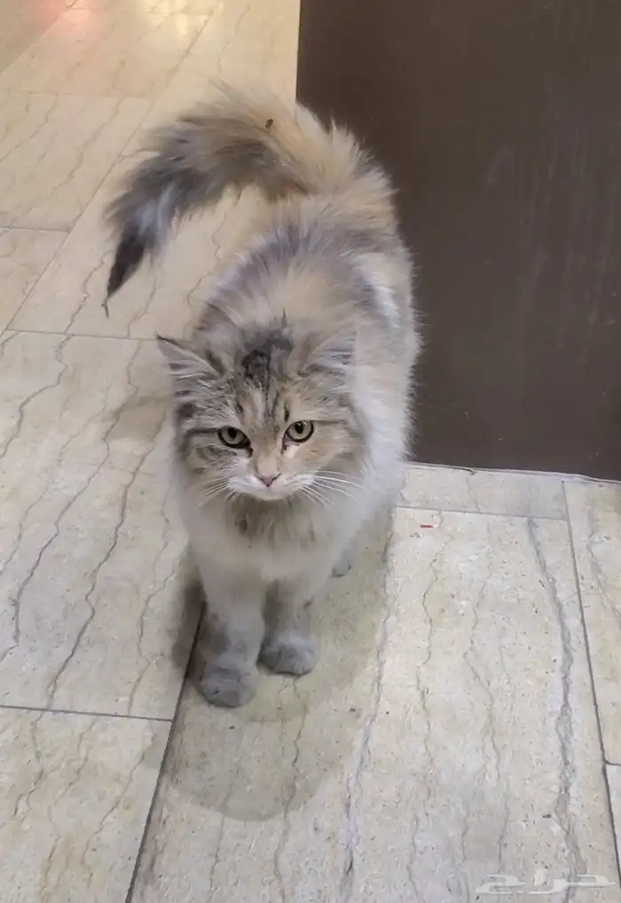 قطة للبيع 200 ريال 1