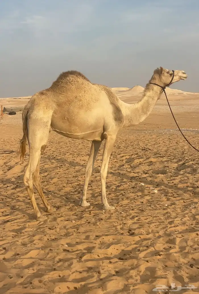 سودانيه عشراء جاهز للظراب 0