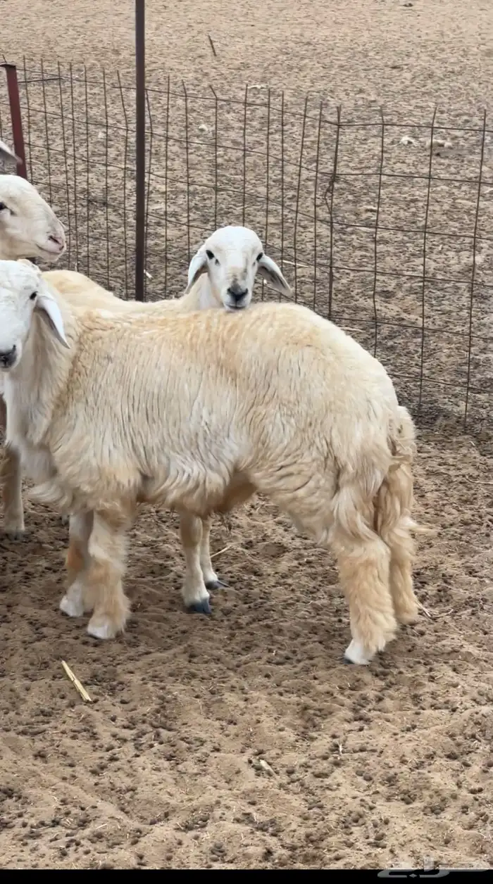 طليان حريه 1