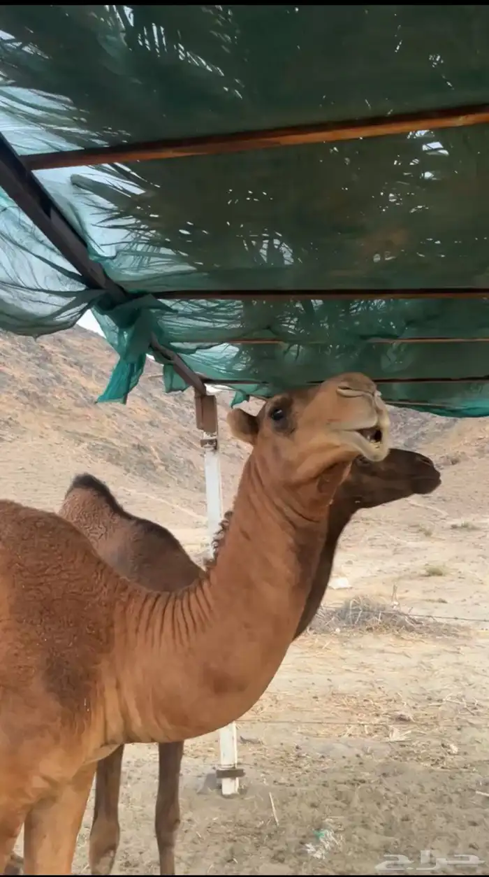 مشروع فحل ساحلي فاااخر 5