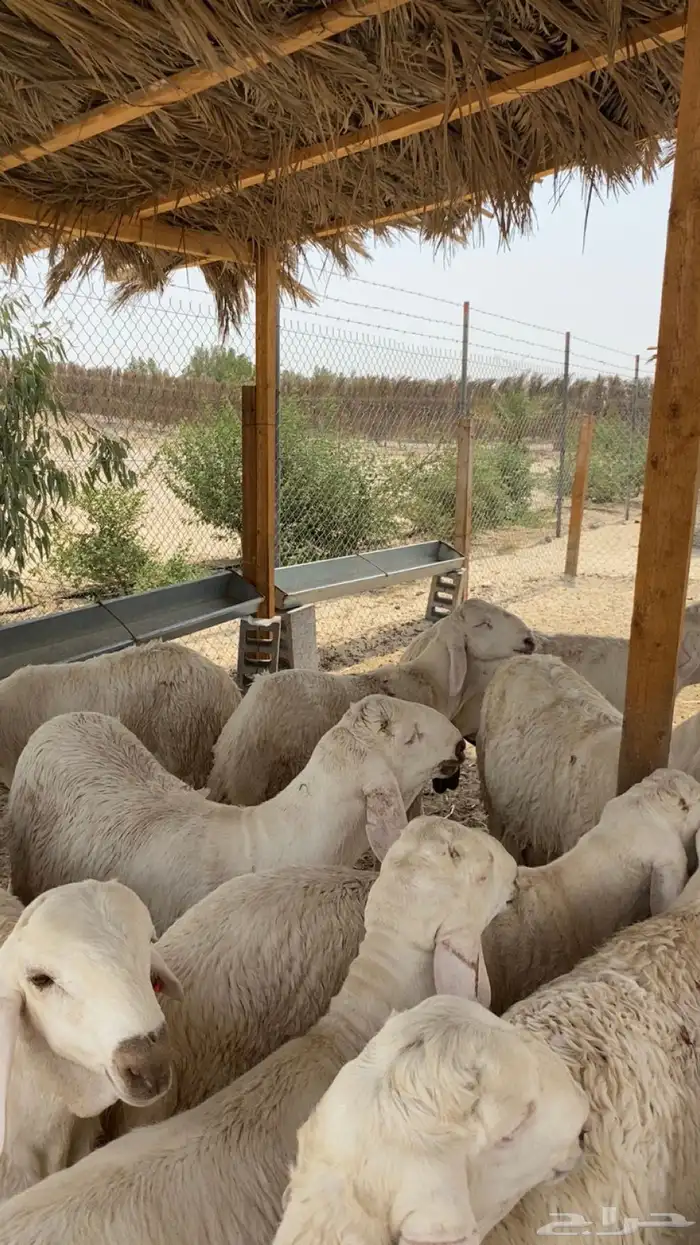 سواكن مرابي خمس شهور على شعير وذرة صفرا 3