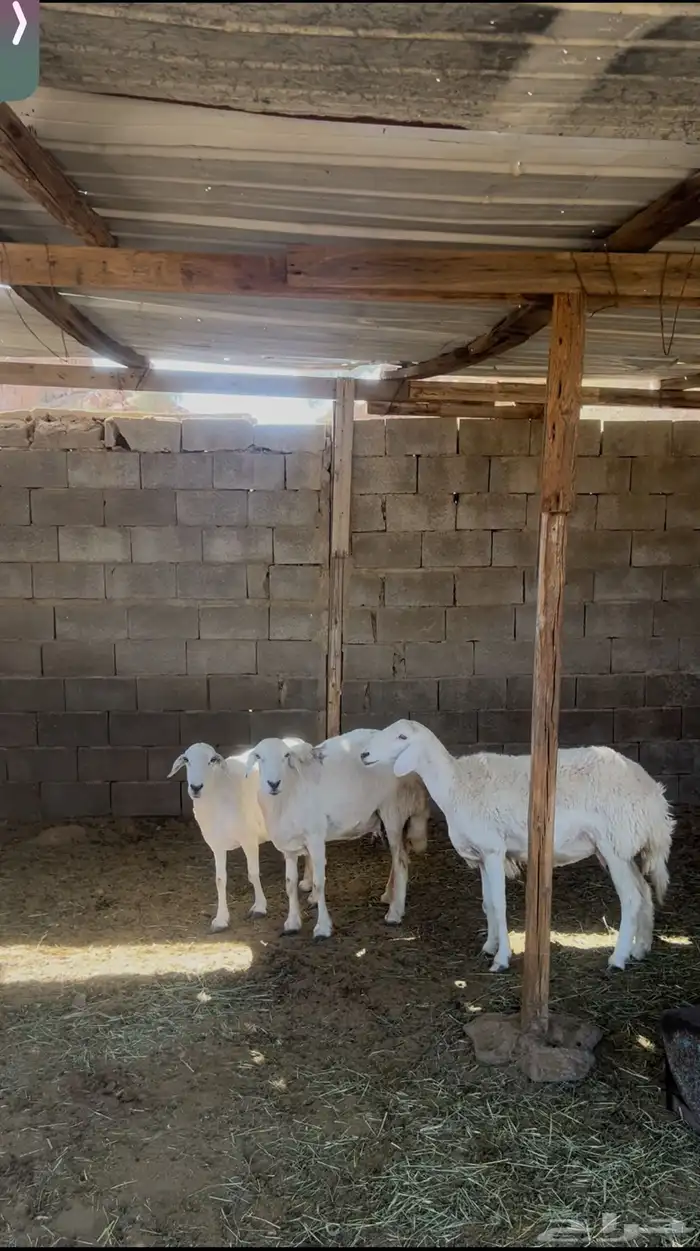 ضان خلفات متاومات كلها طيبه ب الحيل 0