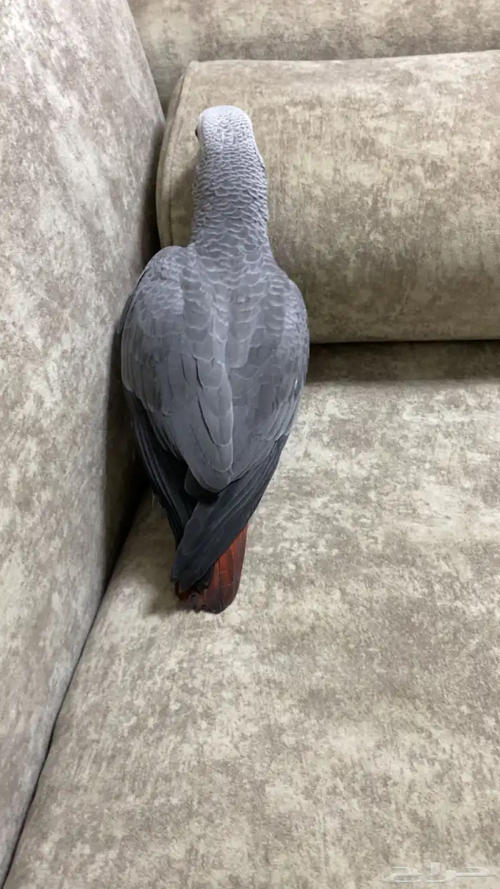 فرخ كاسكو سوبر سوبر جامبو 4