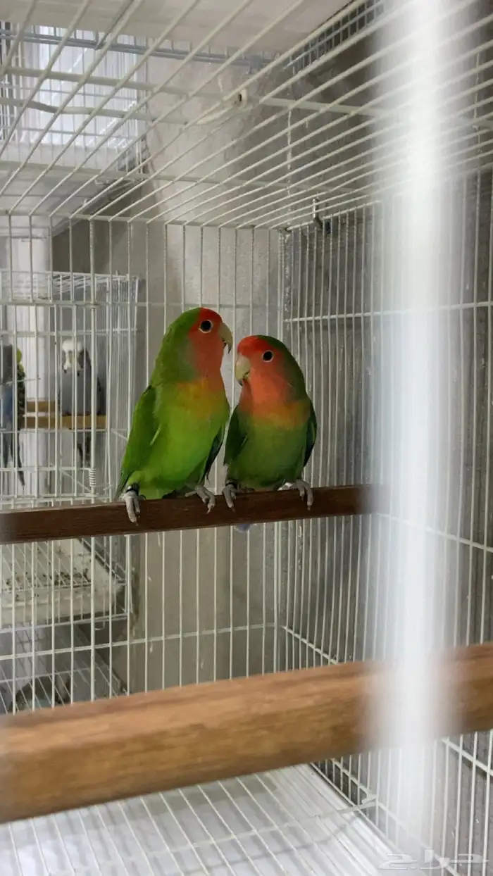 للبيع روز جاهزين للانتاج 2