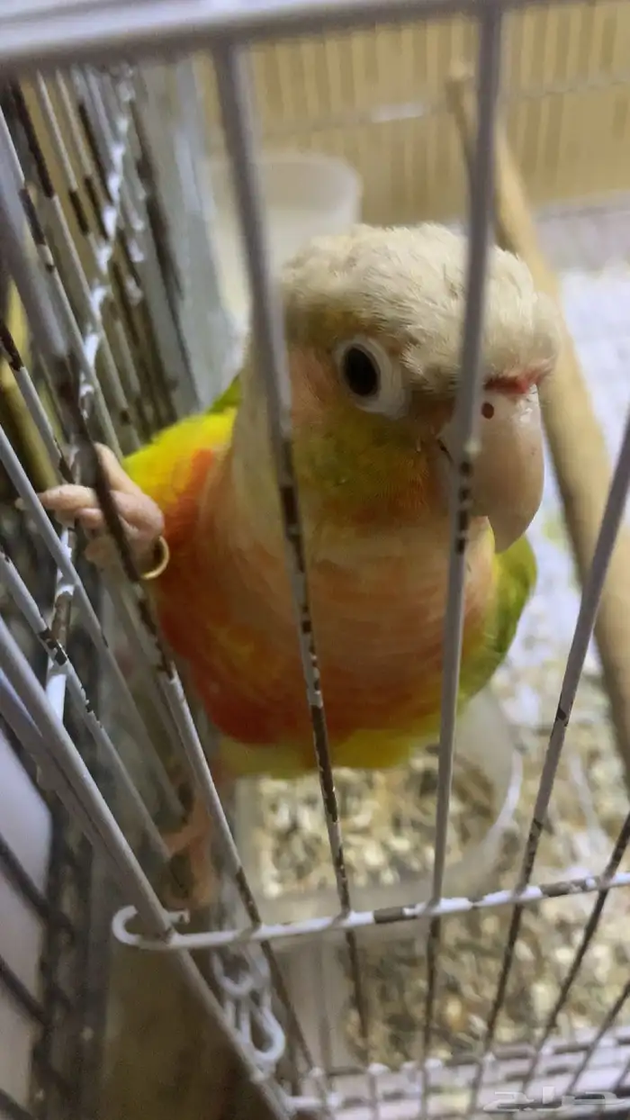 عندي جوزين دره واحد كنيور 0