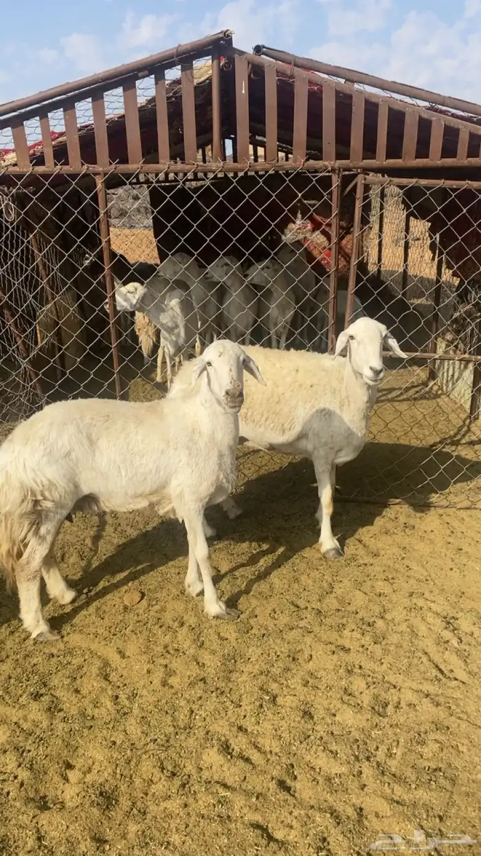 للبيع حريات حرش 2