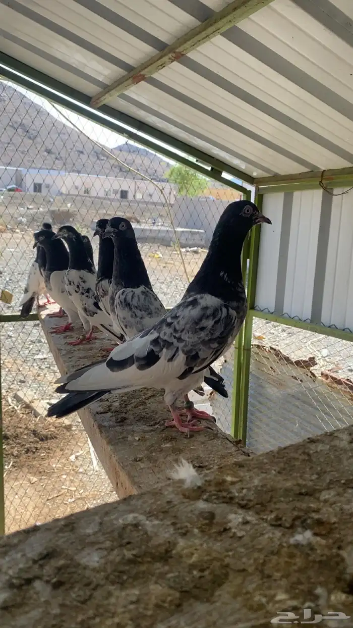 حمام بكستاني تيدي 2