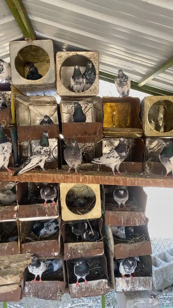 حمام بكستاني تيدي 3