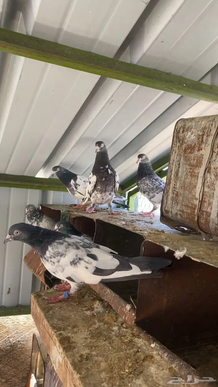 حمام بكستاني تيدي 0