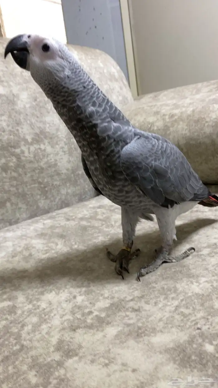 فرخ كاسكو سوبر سوبر جامبو 3