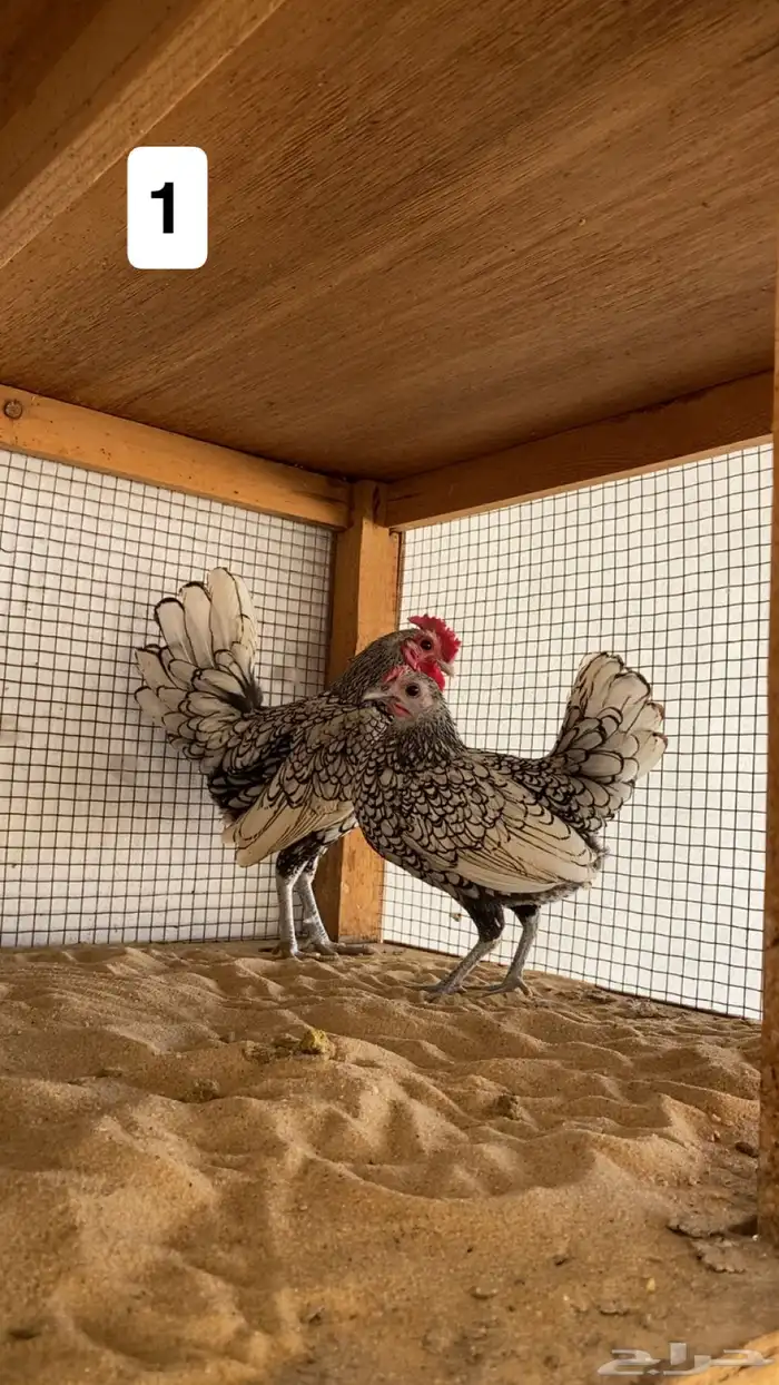 ديك ودجاجه سبرايت شبابي 1