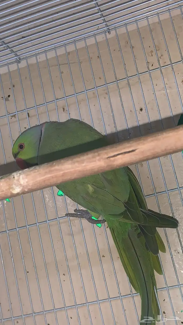 عندي جوزين دره واحد كنيور 4