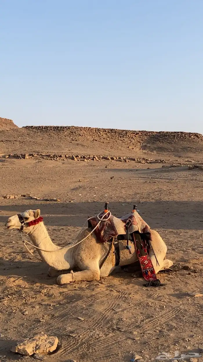 قعود للبيع 1