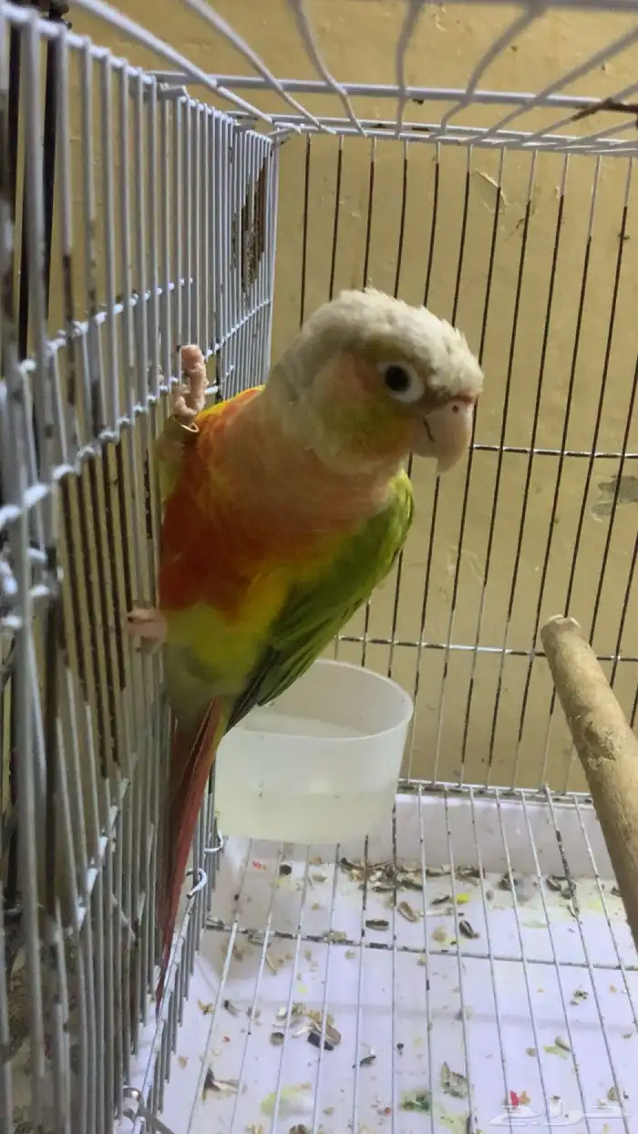 عندي جوزين دره واحد كنيور 3