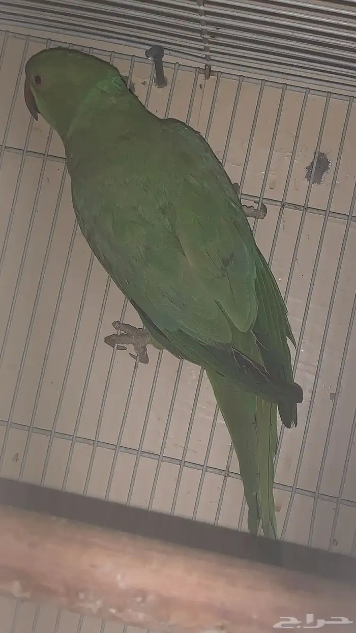 عندي جوزين دره واحد كنيور 11