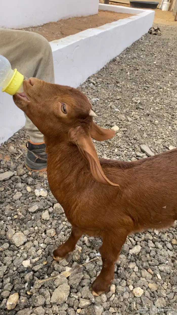 ماعز جنوبي 0