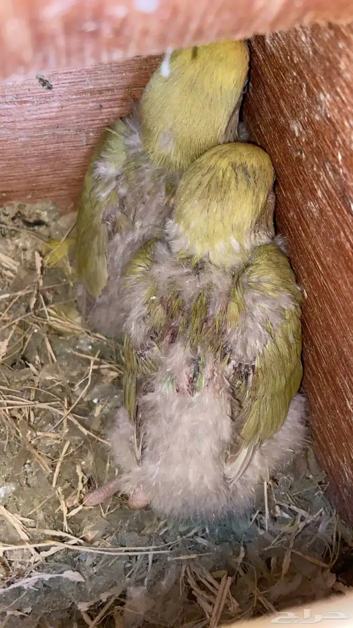 فرخين روز البيع سمح 0