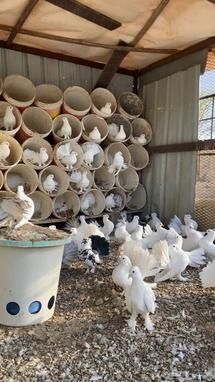 حمام رقاص فاخر 2