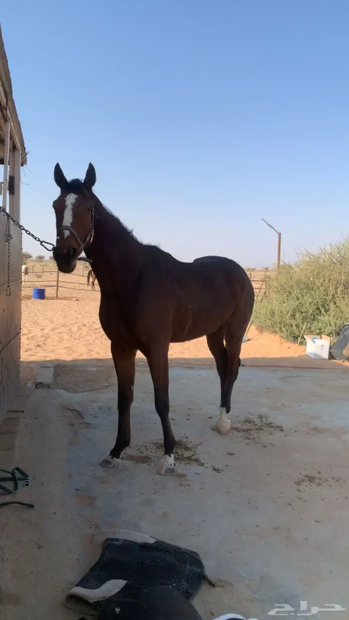 حصان انجليزي بطل على جميع الشروط عمره 4 سنوات 1