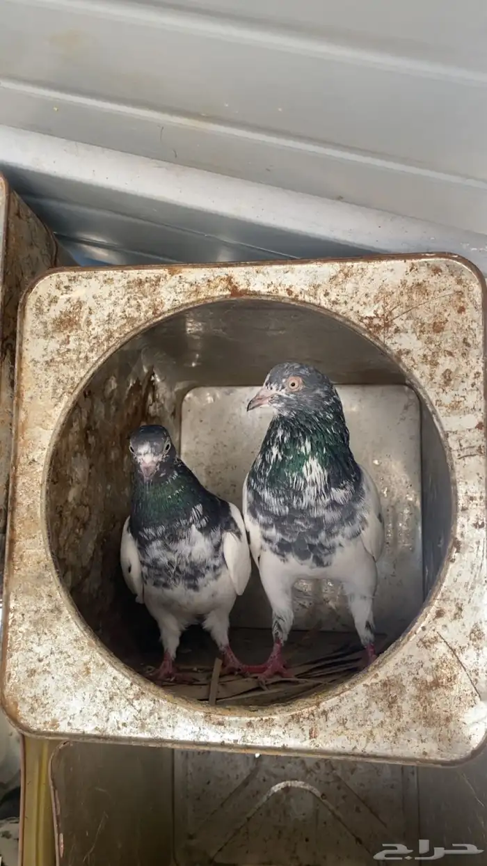 حمام بكستاني تيدي 6