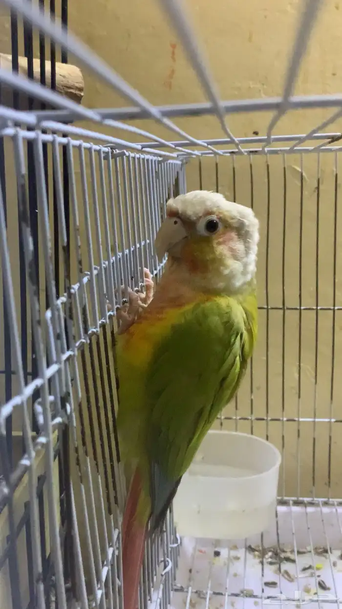 عندي جوزين دره واحد كنيور 2