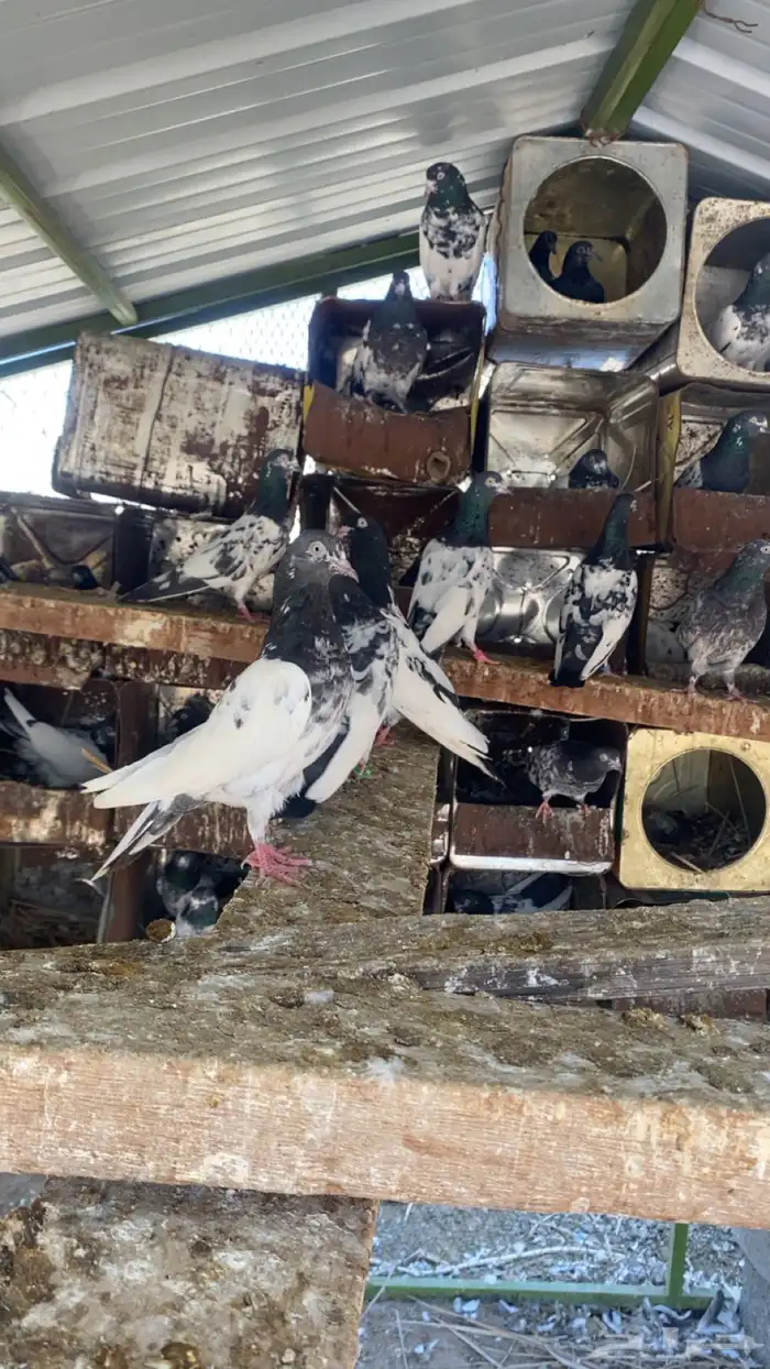 حمام بكستاني تيدي 5