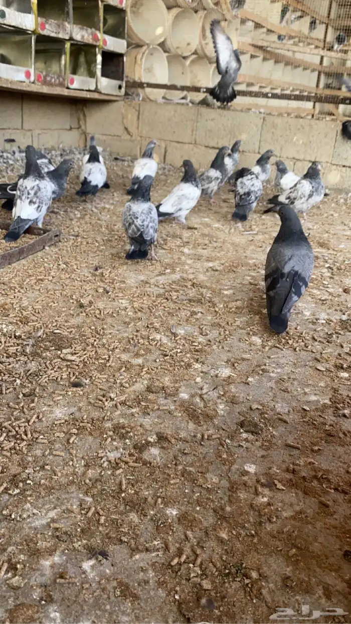 طبات باكستاني 0