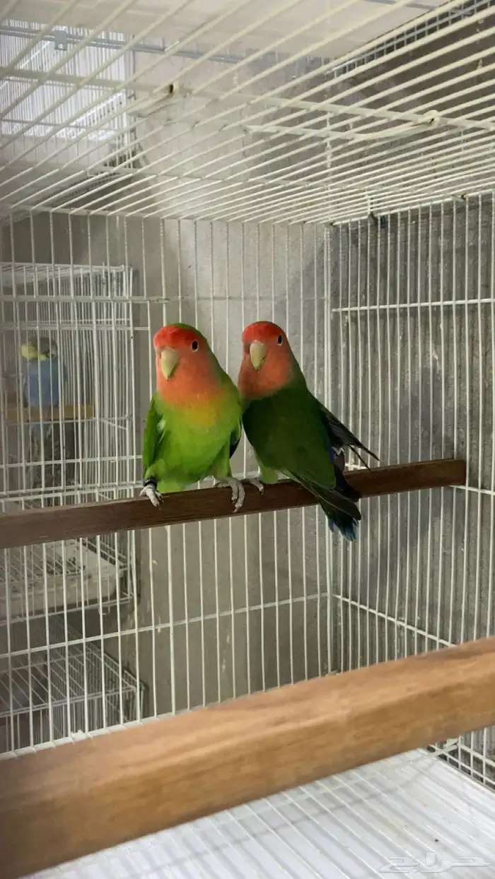 للبيع روز جاهزين للانتاج 0