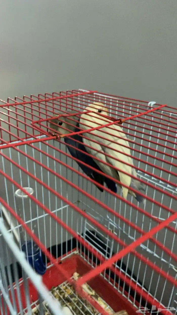 عصافير روز للبيع 0