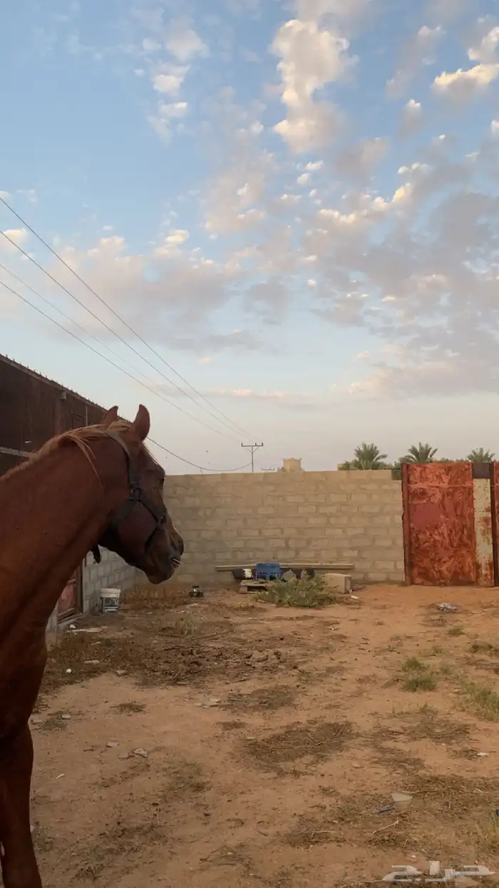 حصان شعبي جزيري 2