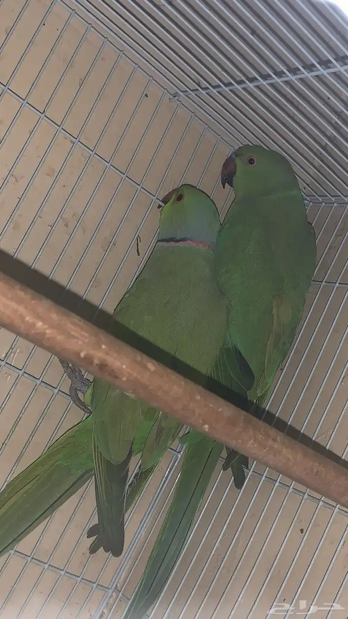 عندي جوزين دره واحد كنيور 8