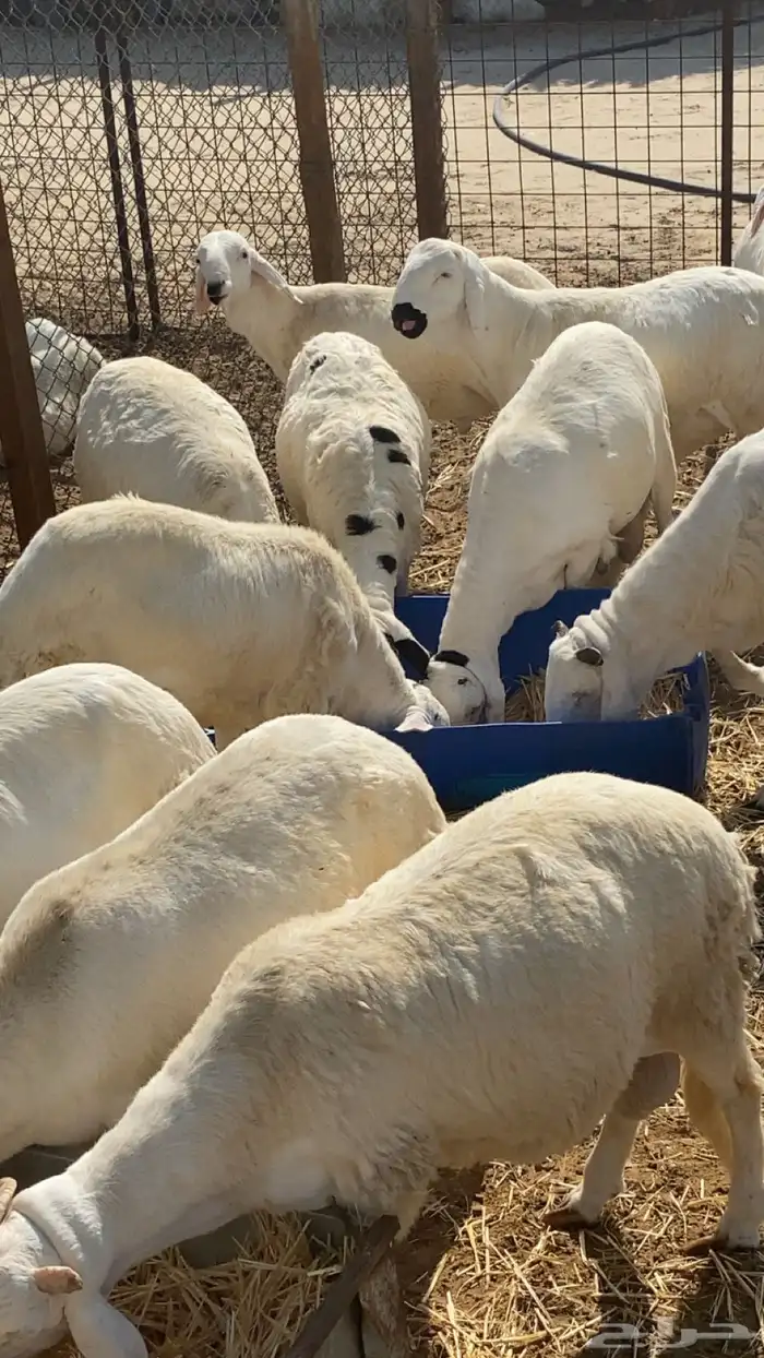 سواكن مرابي خمس شهور على شعير وذرة صفرا 5