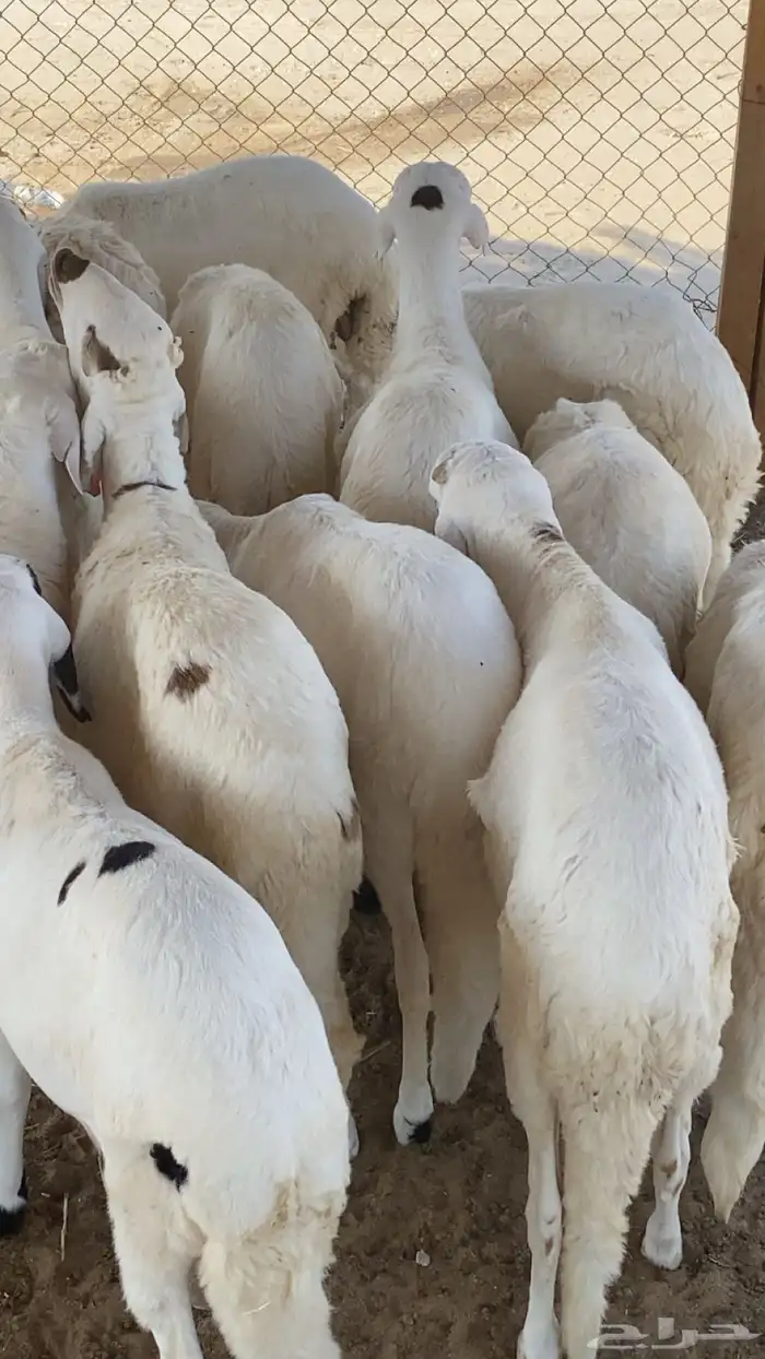 سواكن مرابي خمس شهور على شعير وذرة صفرا 4