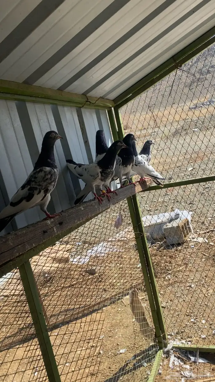 حمام بكستاني تيدي 1