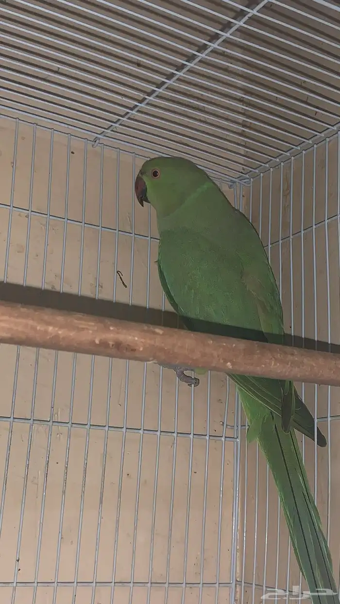 عندي جوزين دره واحد كنيور 5