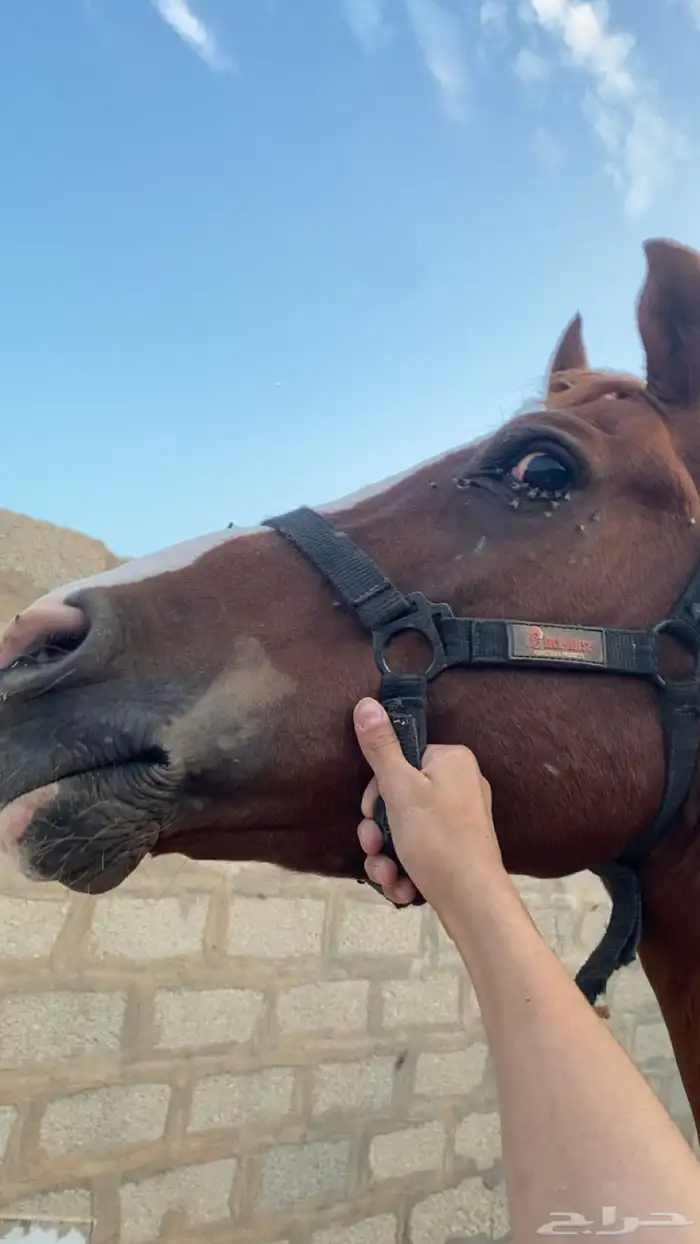 حصان شعبي جزيري 1