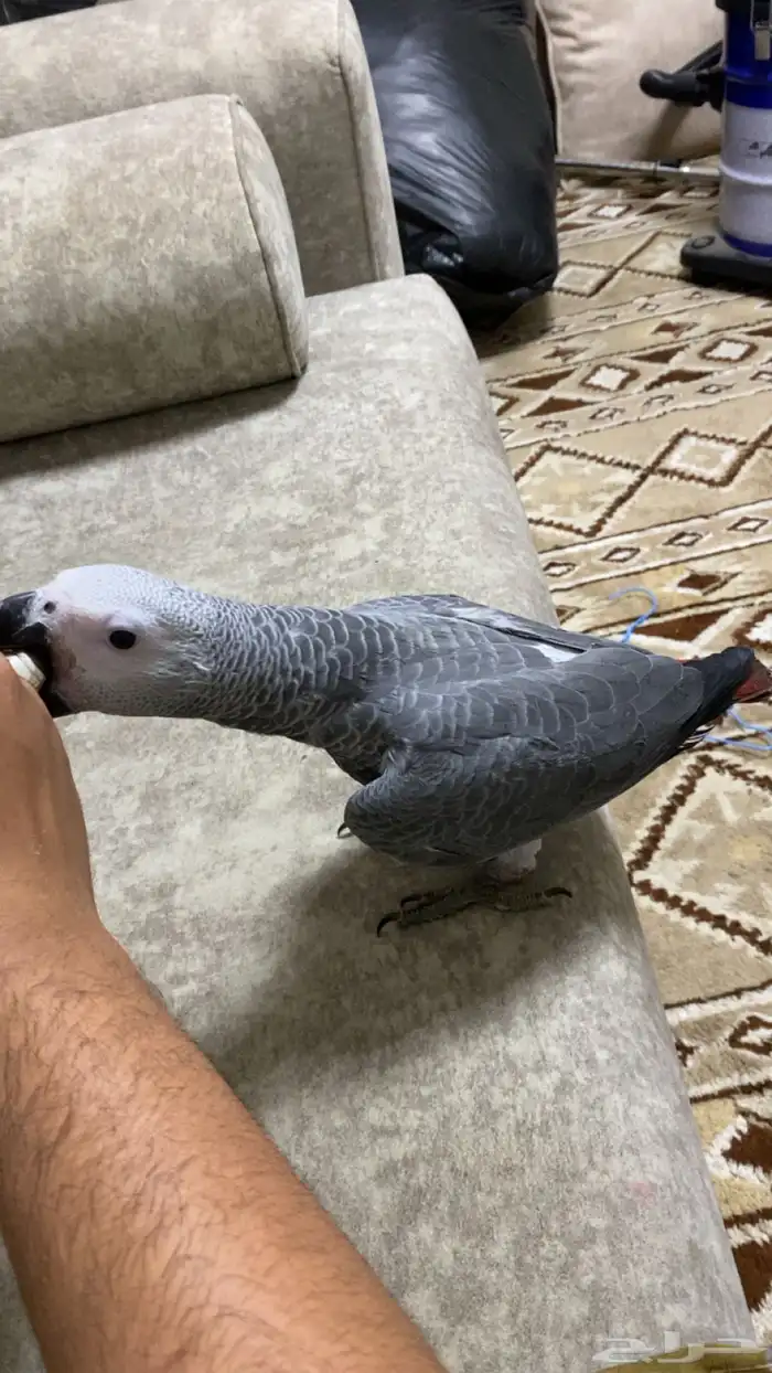 فرخ كاسكو سوبر سوبر جامبو 2