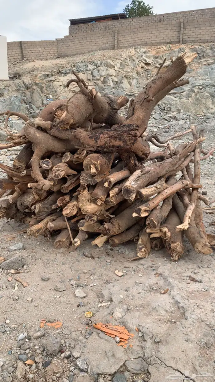 سمر حمله شاص 0