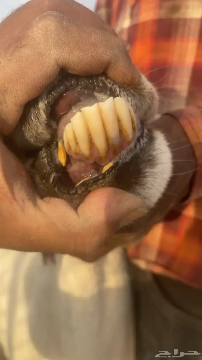 شاه. حريه حايل 1