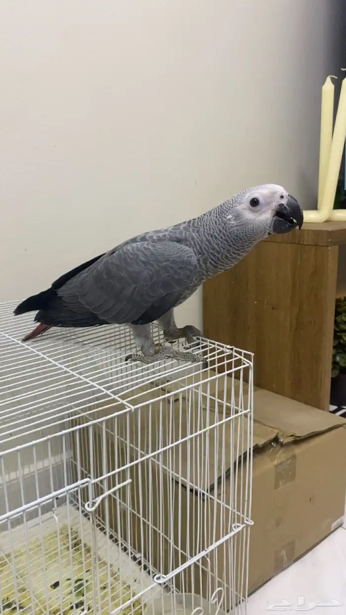 فرخ كاسكو سوبر سوبر جامبو 0