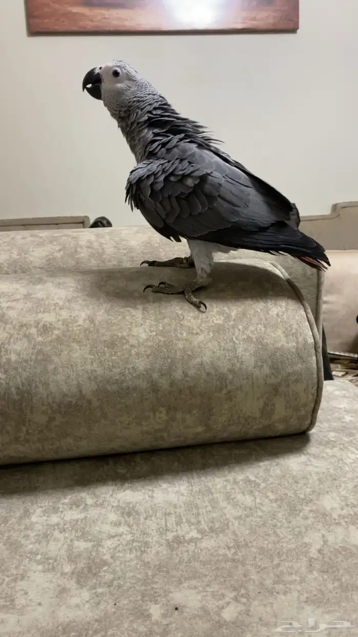 فرخ كاسكو سوبر سوبر جامبو 1