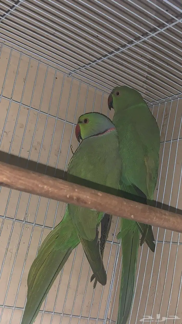 عندي جوزين دره واحد كنيور 7