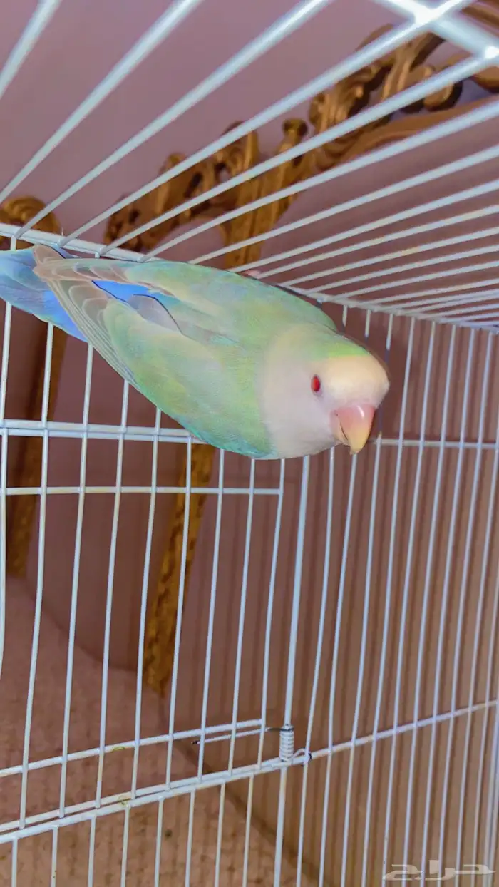 أنثى روز برونز فالو 2